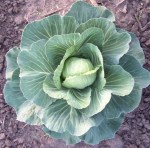 Thats a good looking cabbage